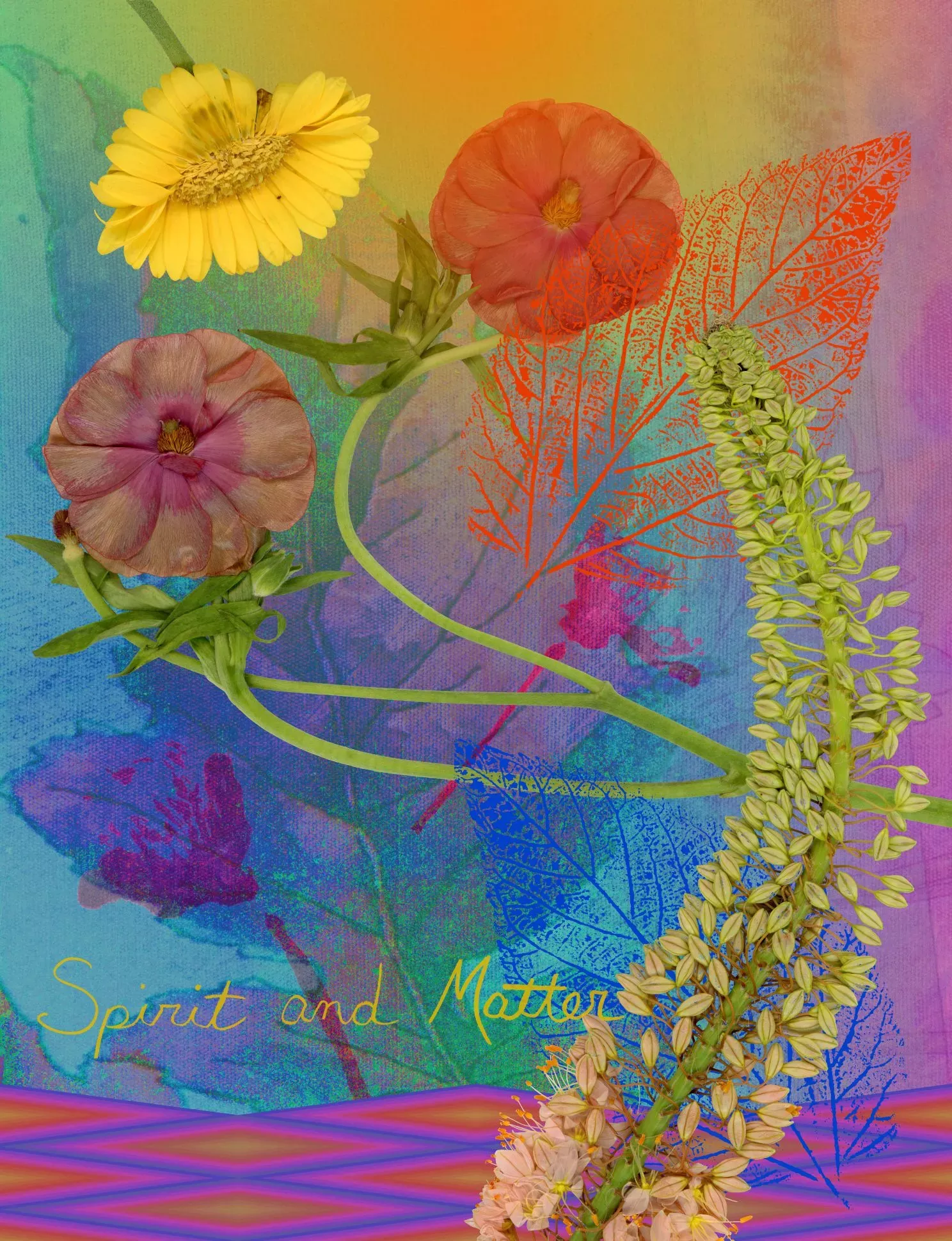 A collection of flowers, on a vibrant background of different colours