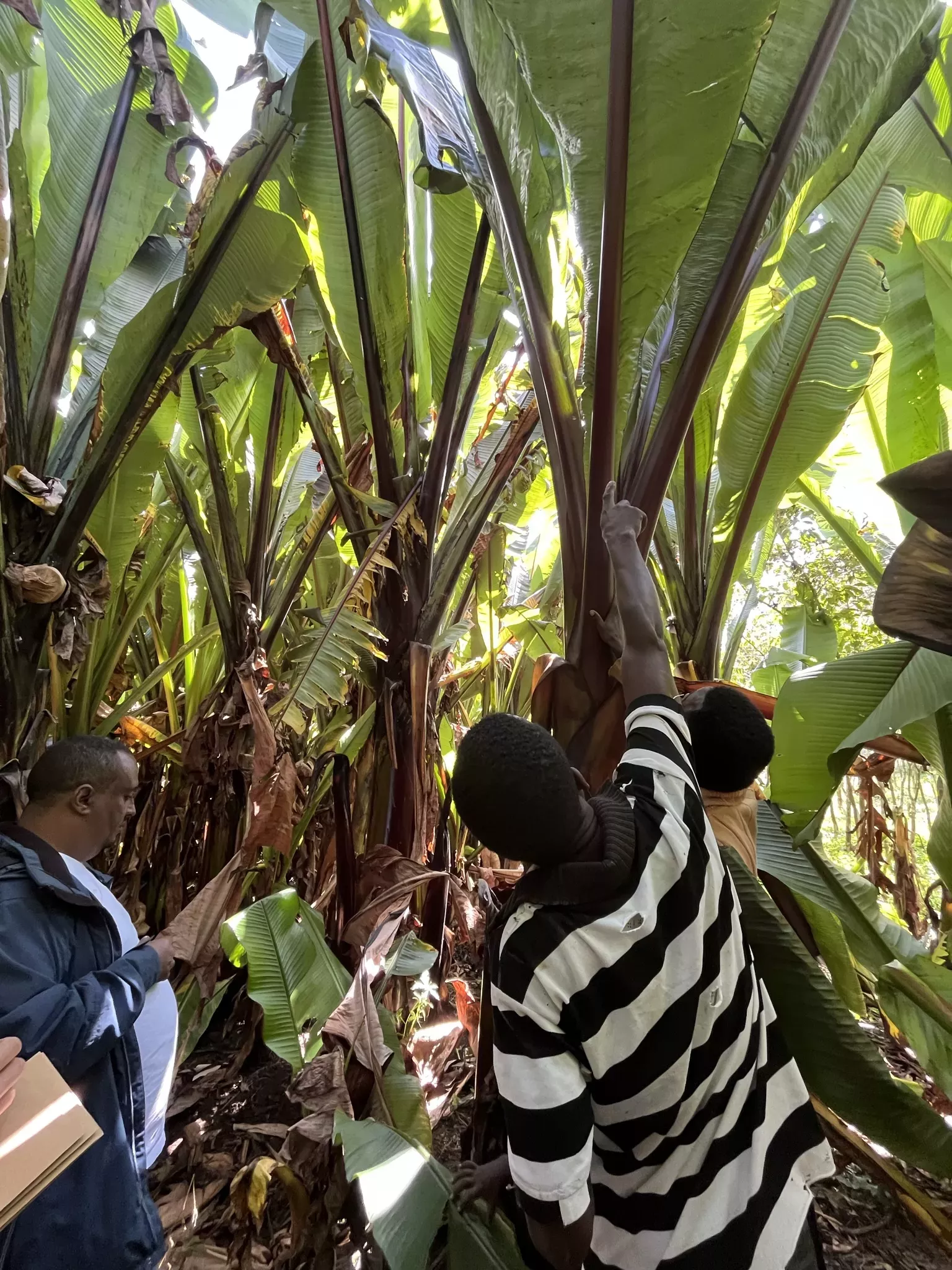 Farmers examine an enormous plant from its base, they are dwarfed by massive leaves, each as tall as a human