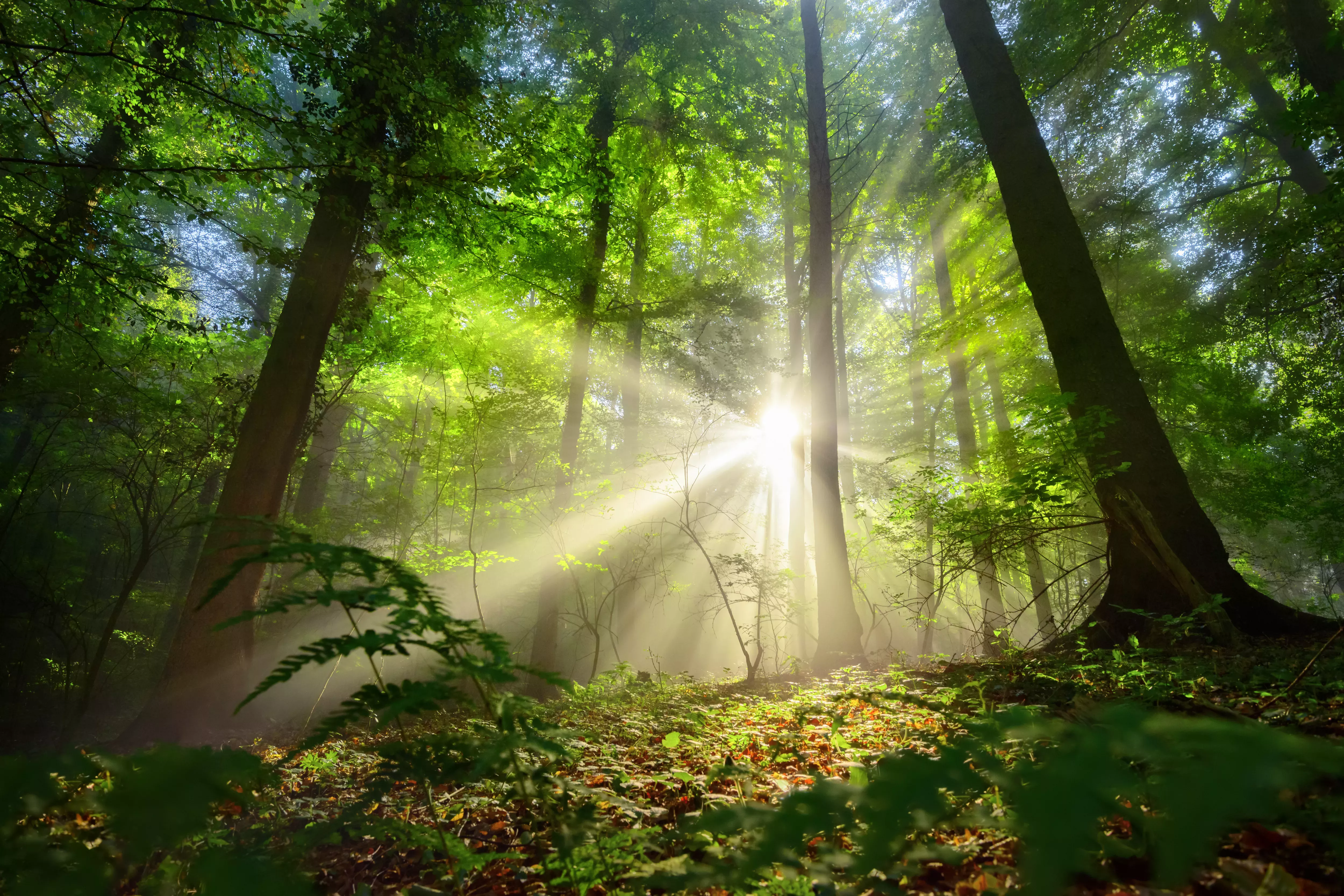 A forest landscape has light shining through gaps in the canopy. Leaf litter covers the floor.