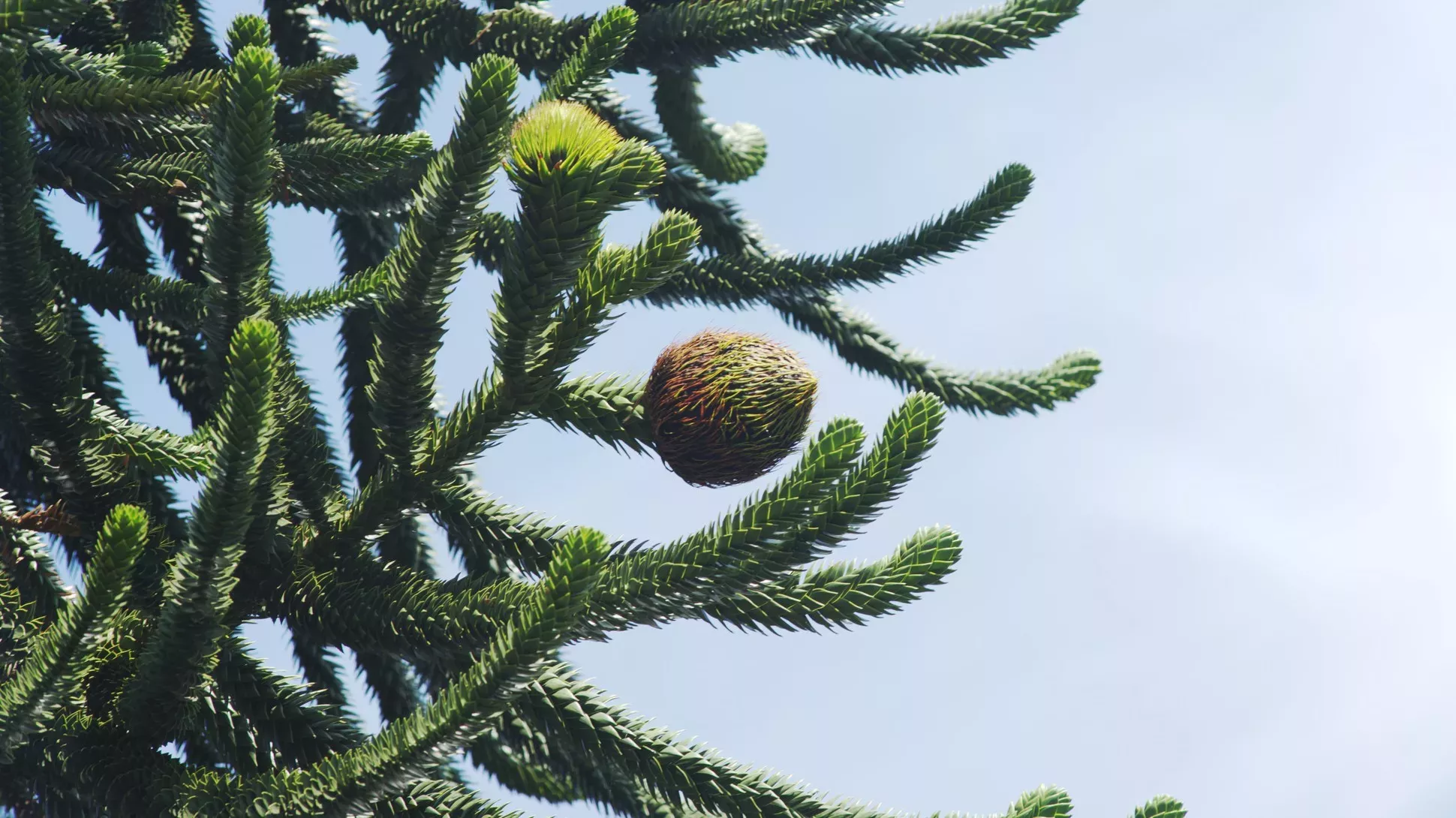 A large round green brown seed code growing on a monkey puzzle tree