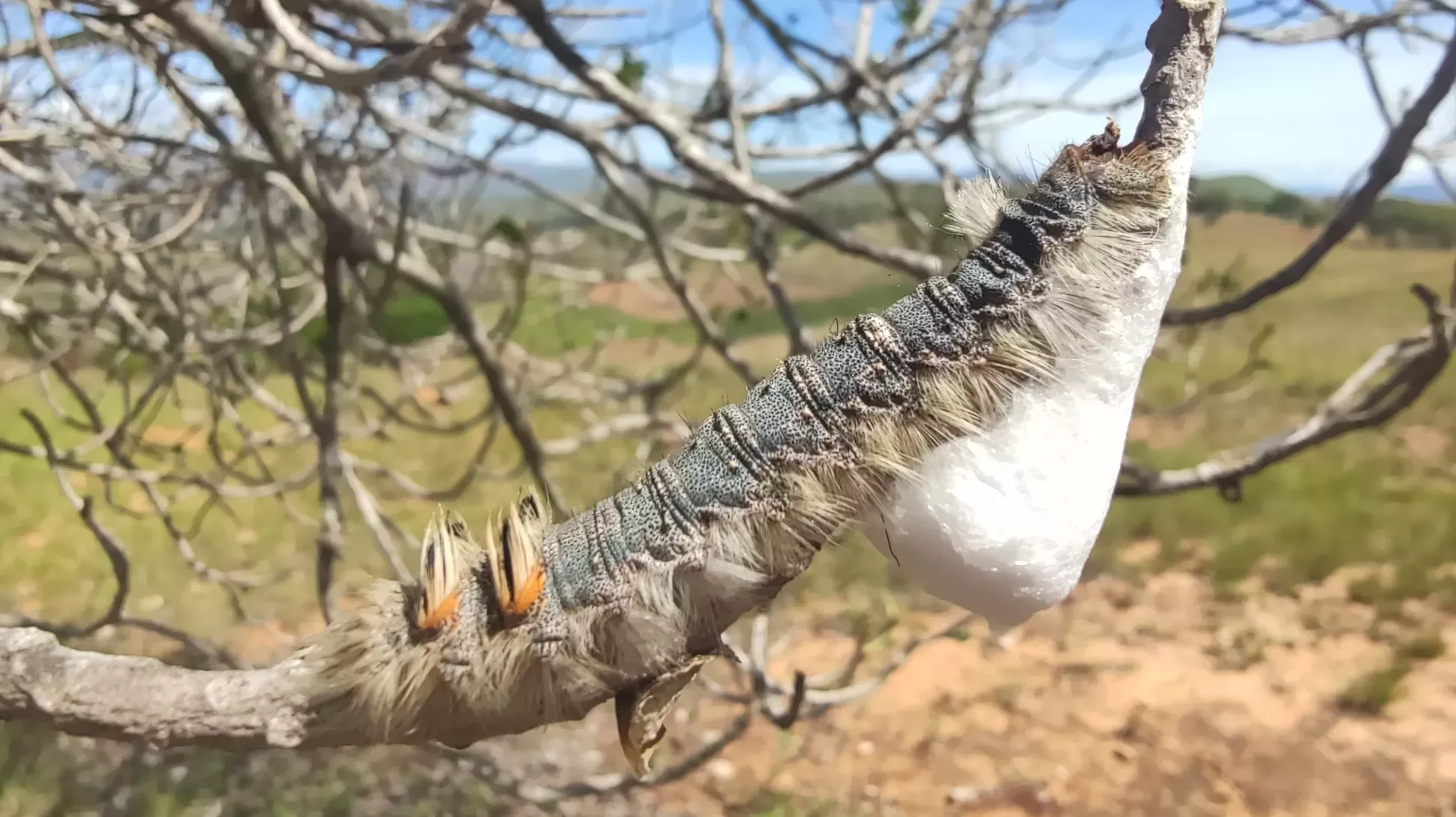 A silkworm and cocoon on the branch of a tapia tree