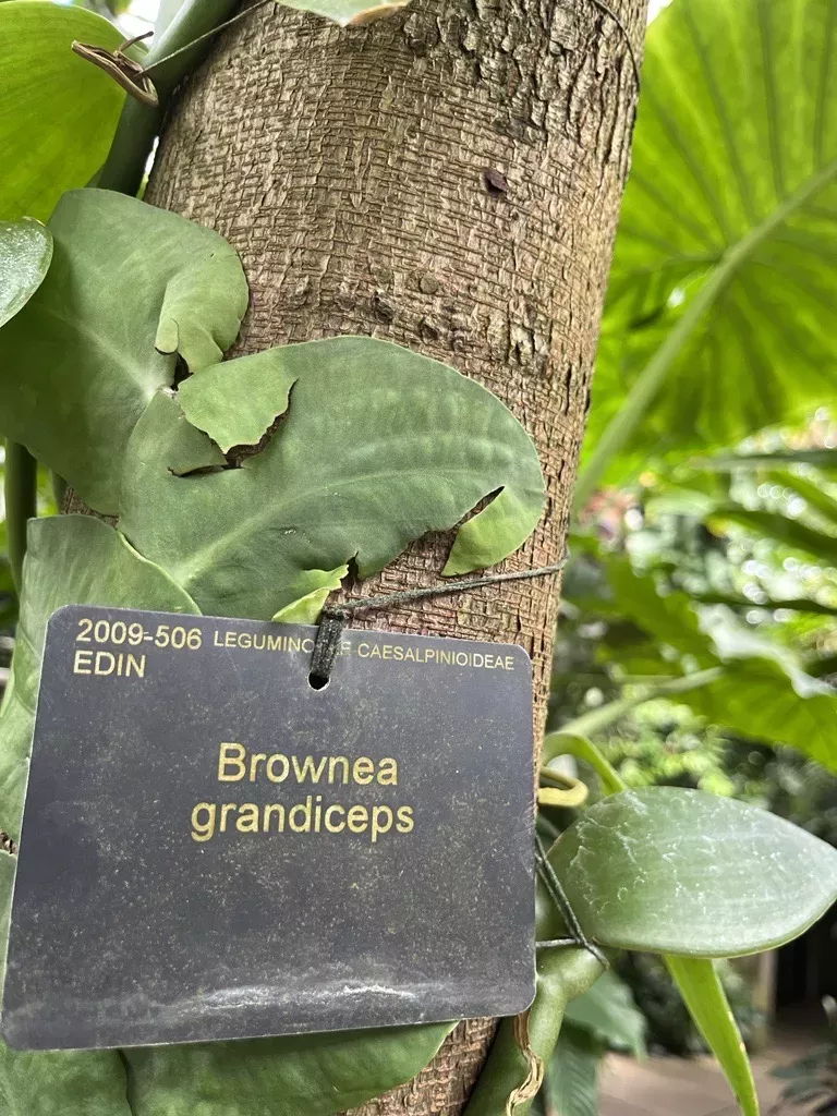 The Brownea grandiceps tree in Kew's Princess of Wales Conservatory
