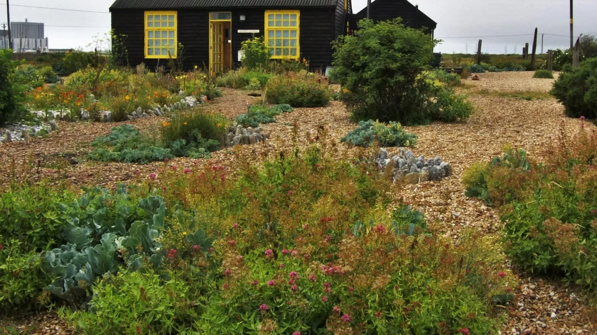A close up on many colourful seaside plants in front of a pitch black cottage
