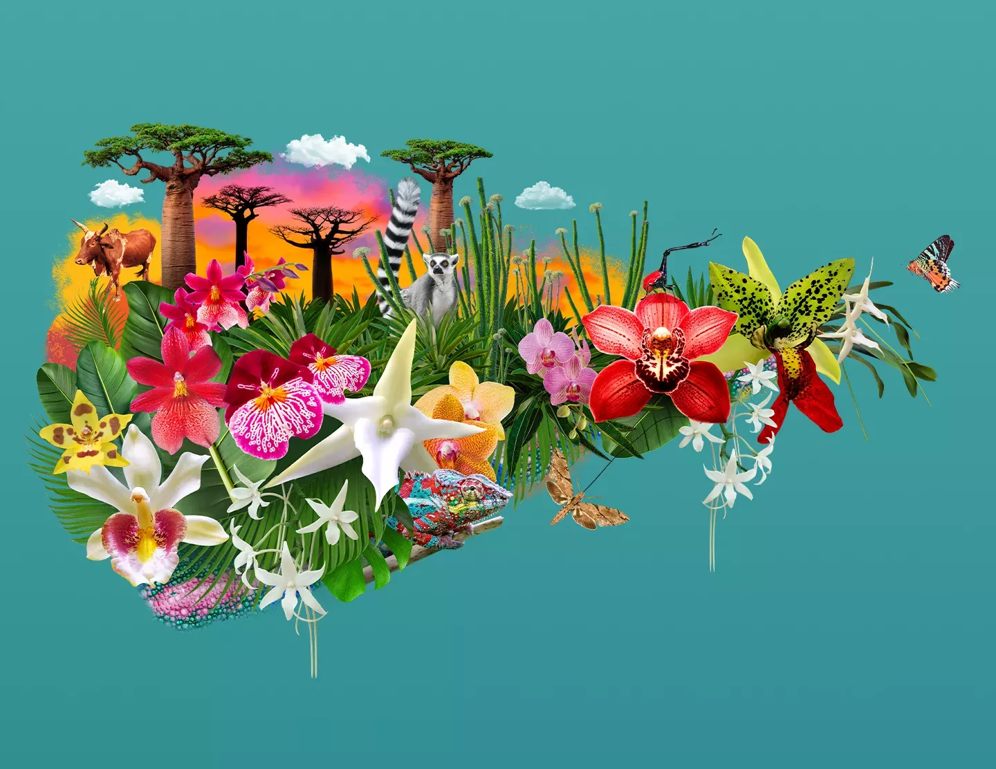 Collage of native flora and fauna of Madagascar