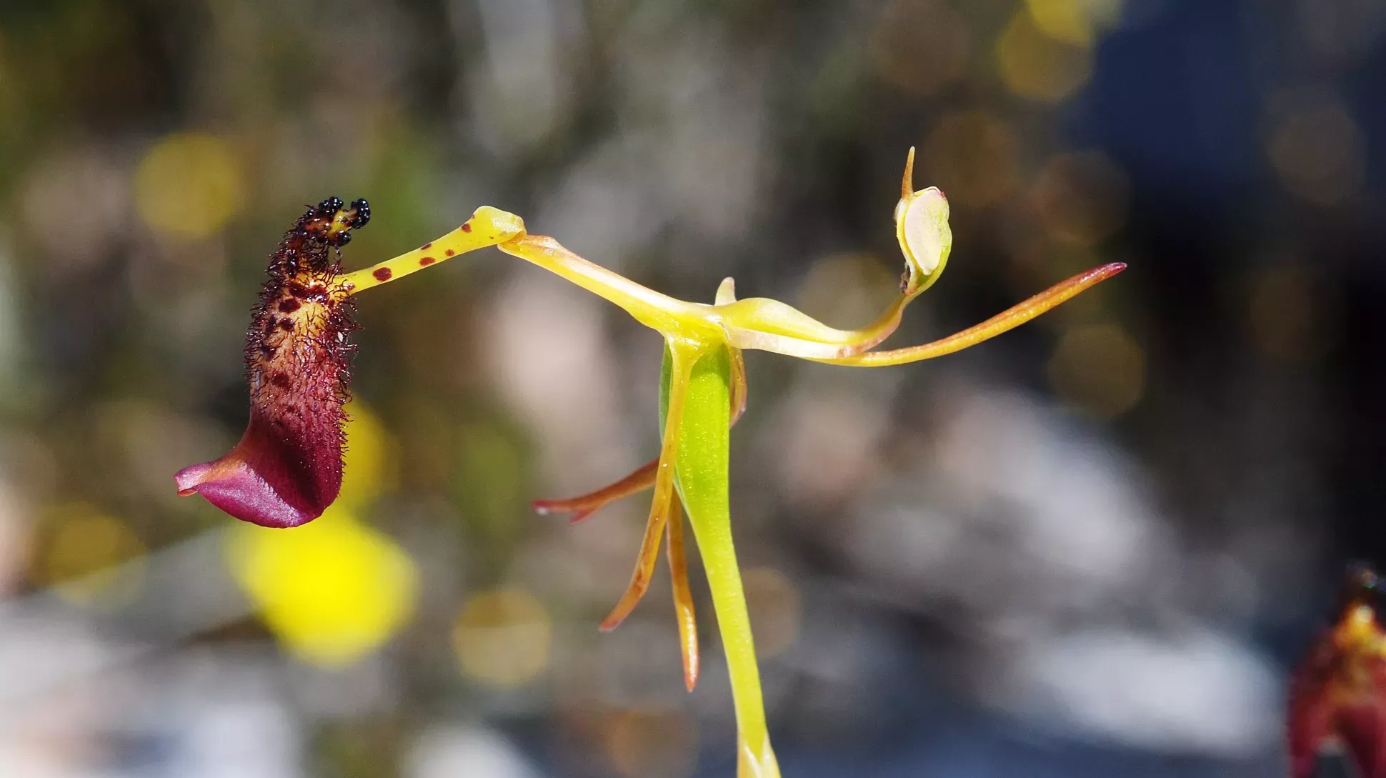 A hammer orchid with a swollen red and black petal at one side of its flower