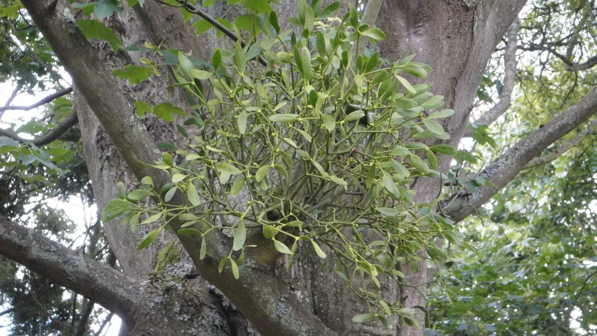 A bunch of mistletoe growing on a tree