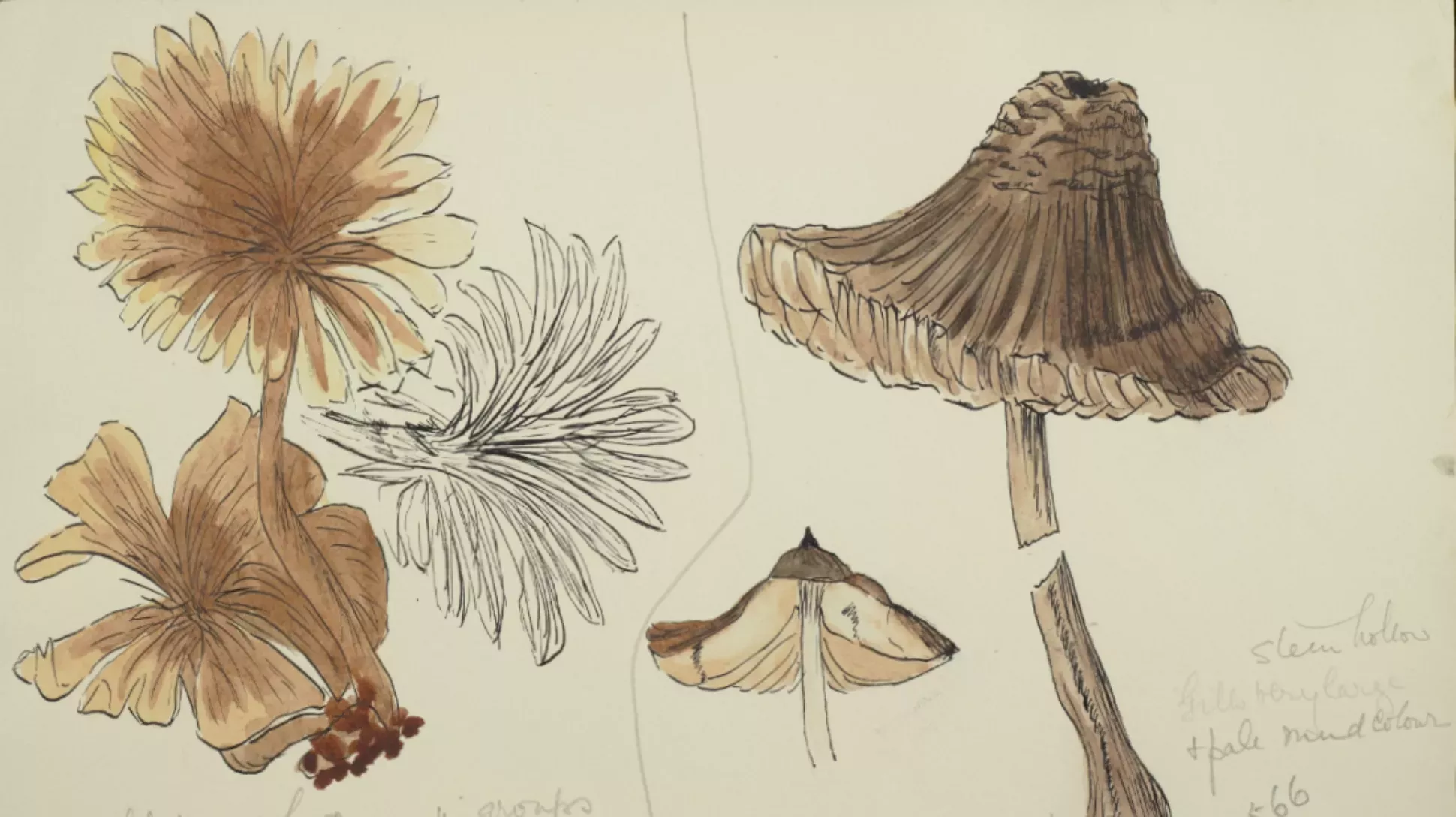 A sketch of a flower and a mushroom in watercolour