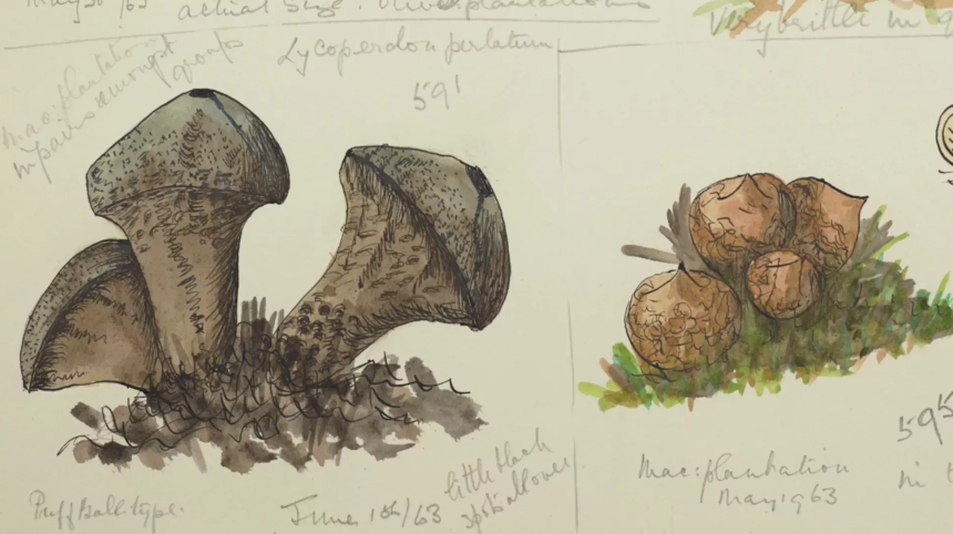Watercolor sketches of various mushrooms