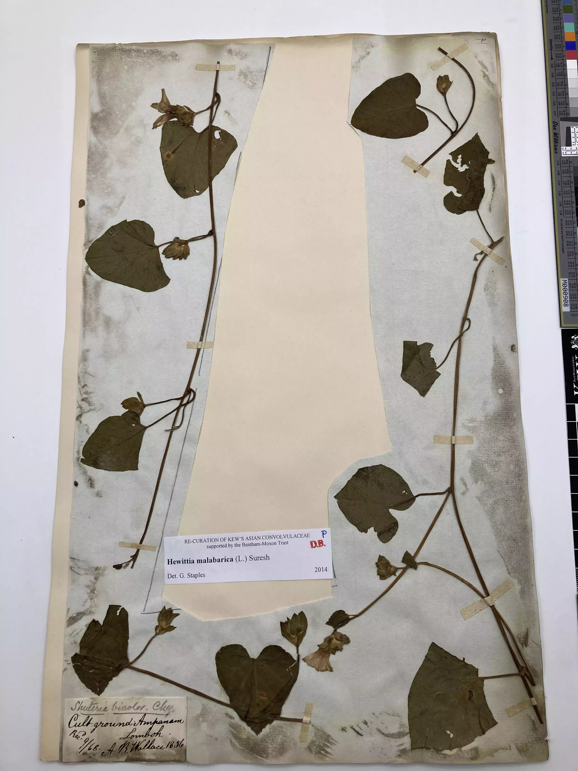 An Alfred Russel Wallace herbarium specimen showing the plant he collected