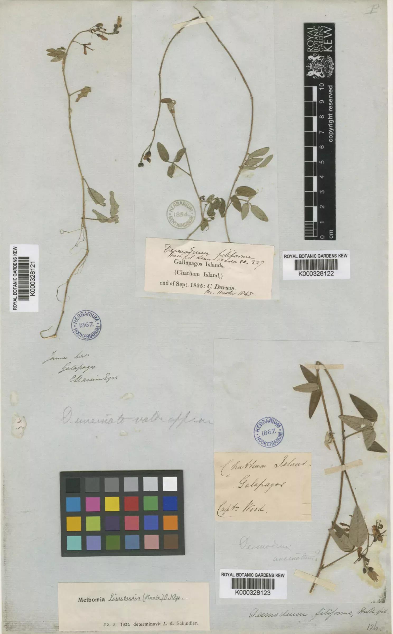 A herbarium specimen collected by Charles Darwin