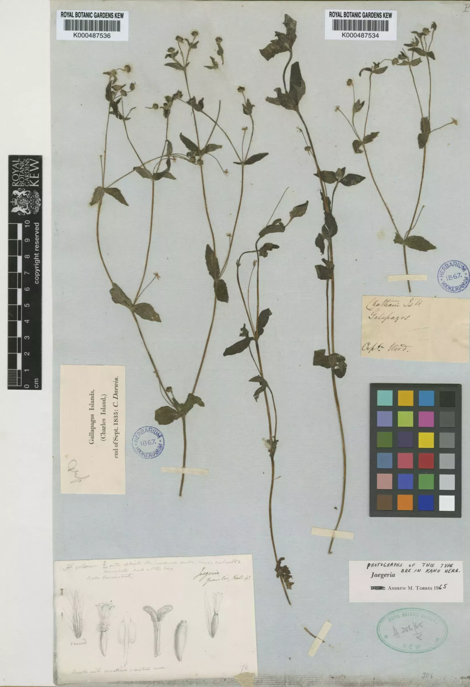 Specimen collected by Charles Darwin that includes a drawing by Joseph Hooker