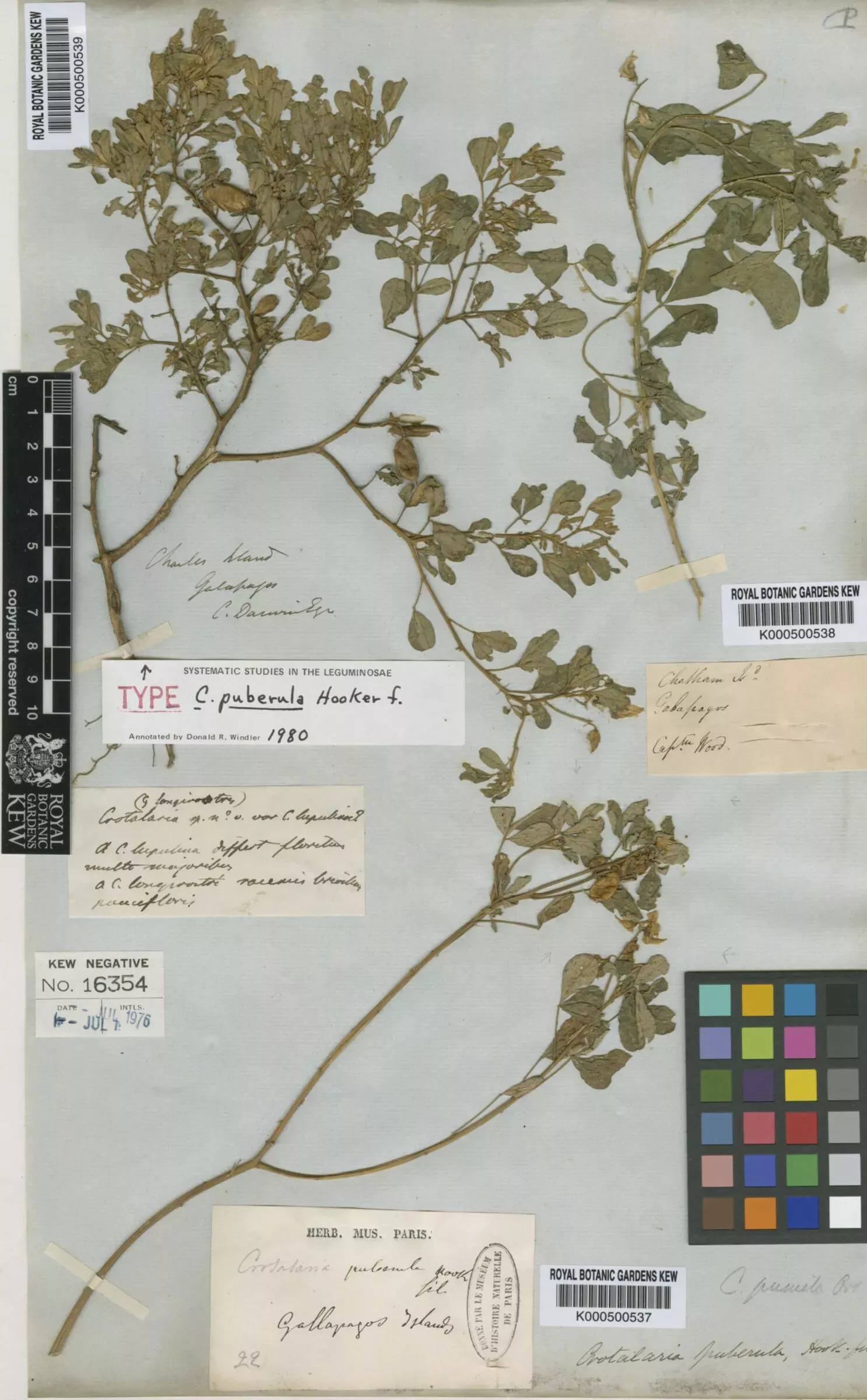 A herbarium specimen collected by Charles Darwin
