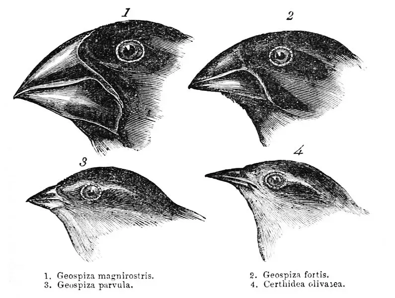 Four drawings of finches showing variation in their beaks.
