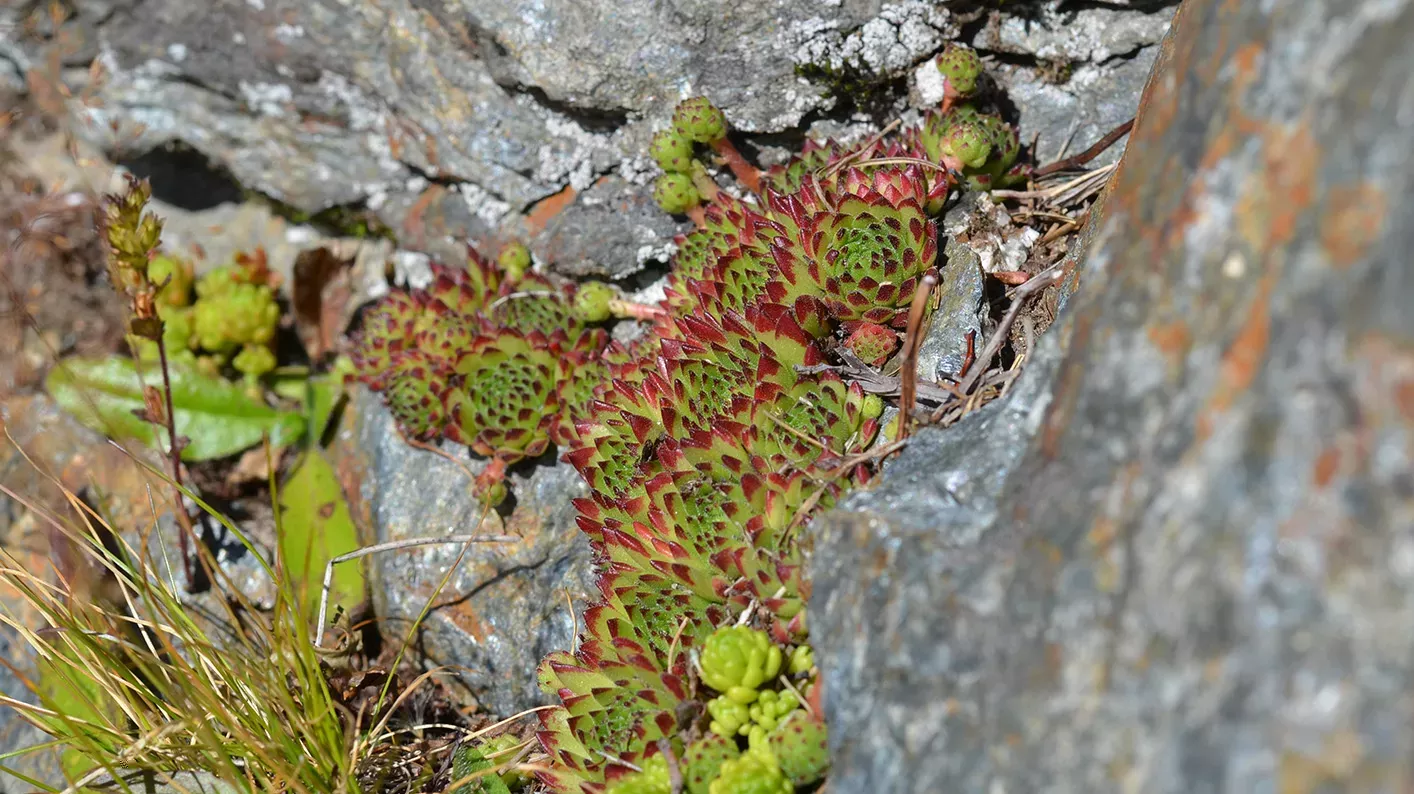 Small mountain houseleek shrubs, with green and red leaves, against a rock