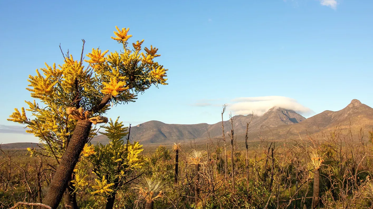 A moodjar tree in the foreground, with the hill of Western Australia in the background