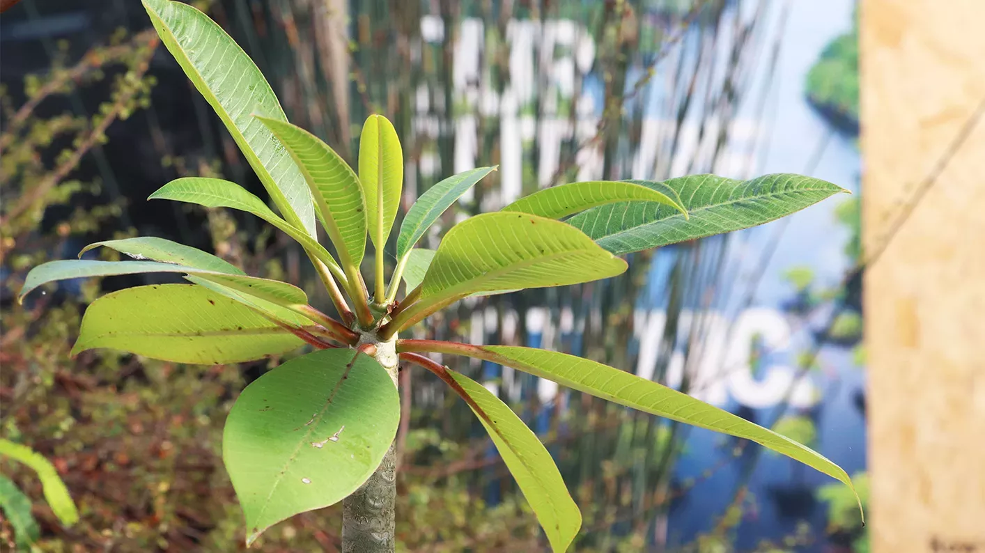 A frangipani plant, with more foliage in the background. 