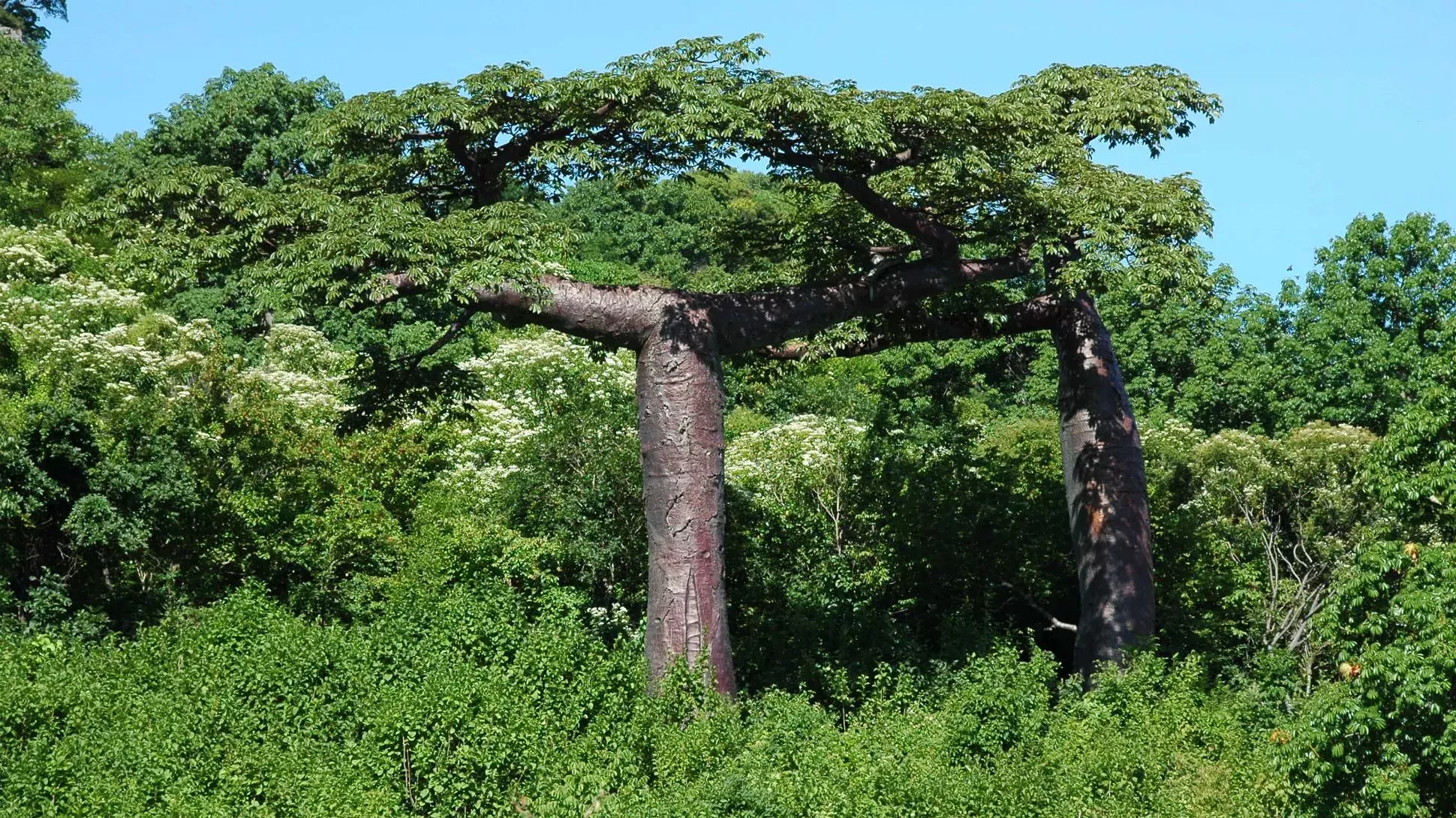 A large suarez baobab growing in a forest