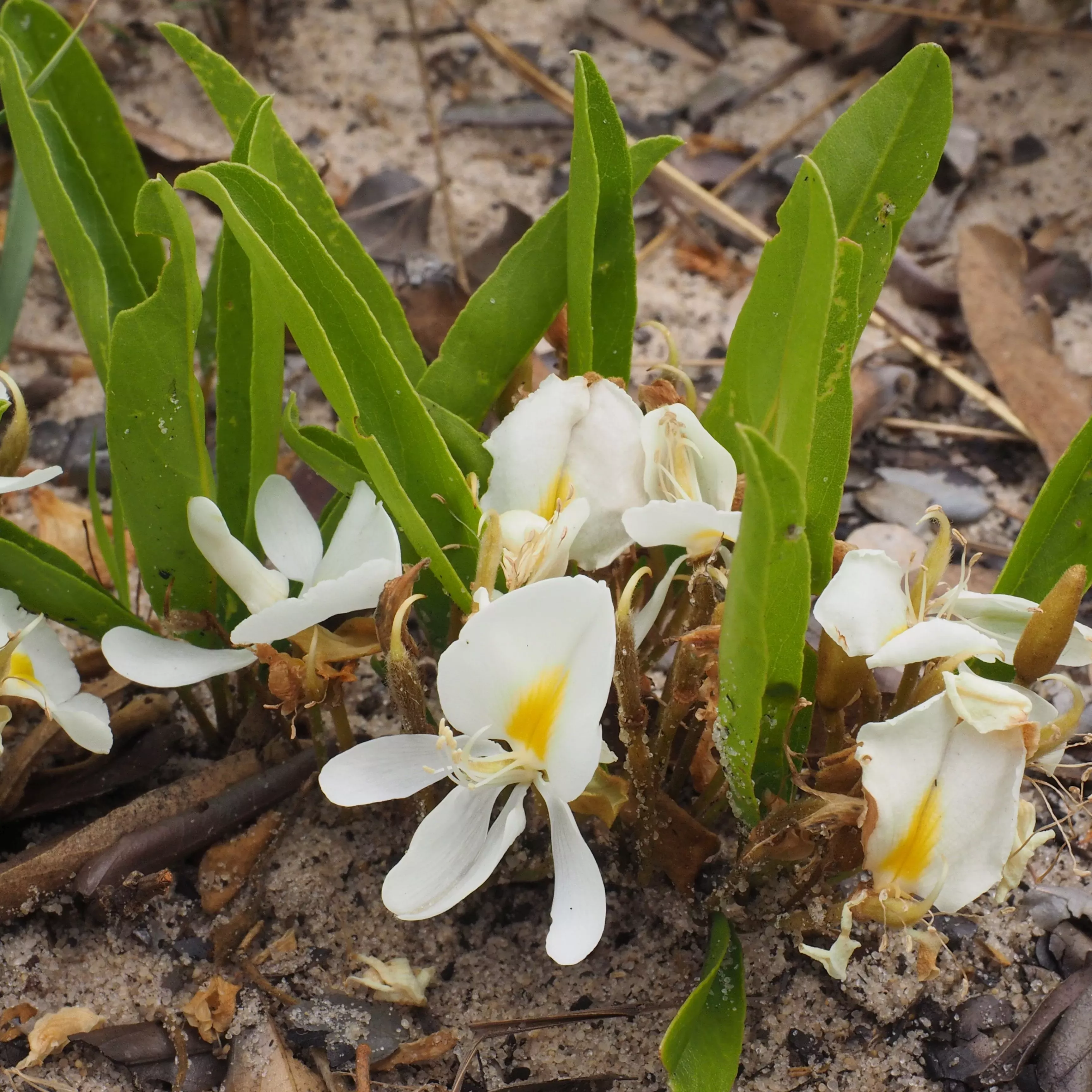 White flowers emerge from a plant at ground level, they are surrounded by leaves that also appear to grow from the ground.