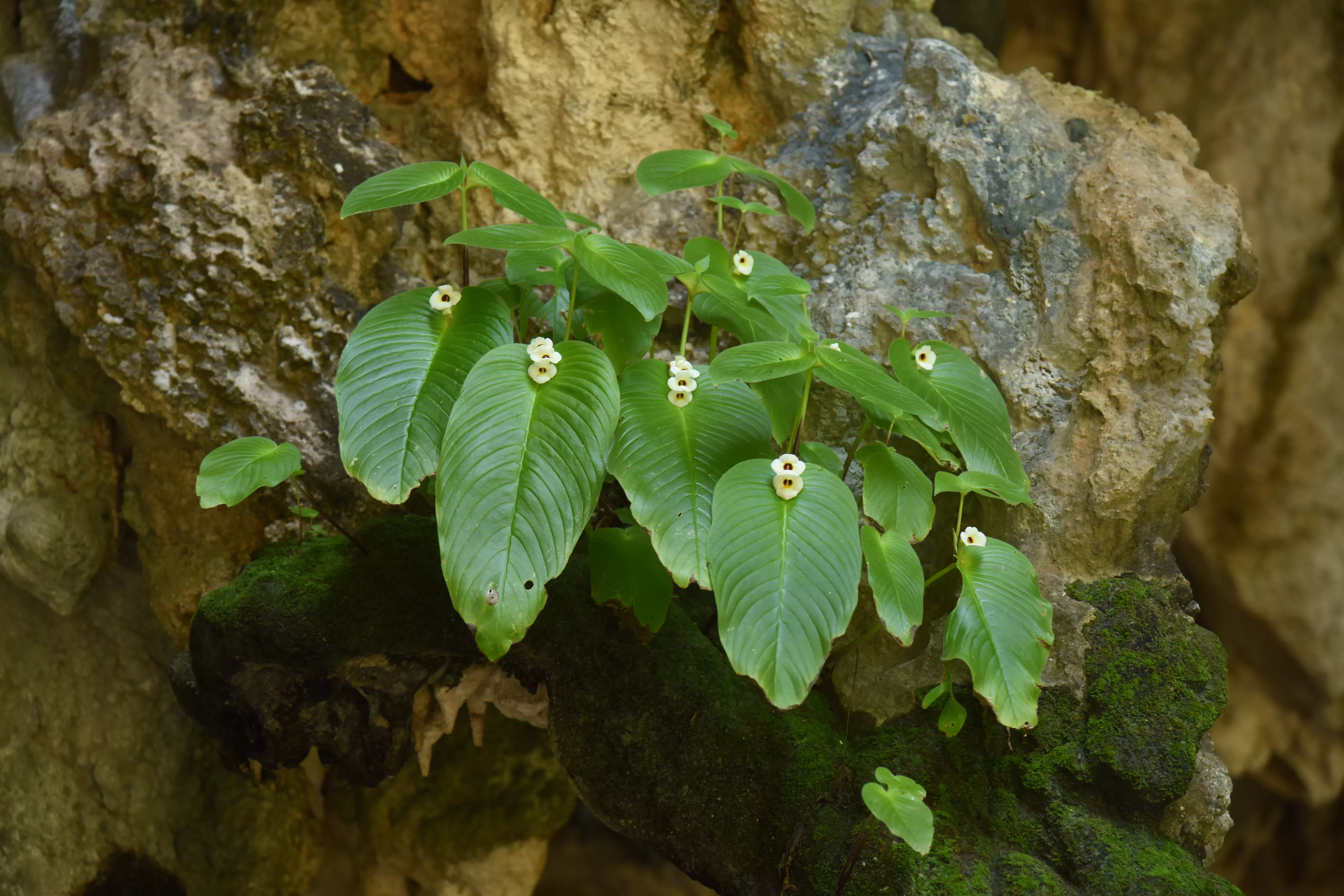 Multiple plants are growing atop limestone. Each one has a large hanging leaf on top of which flowers growing from the stem appear to sit.