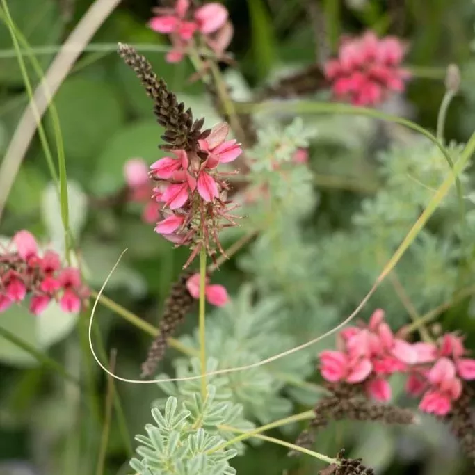 A stem grows into an inflorescence of developed or developing pink flowers