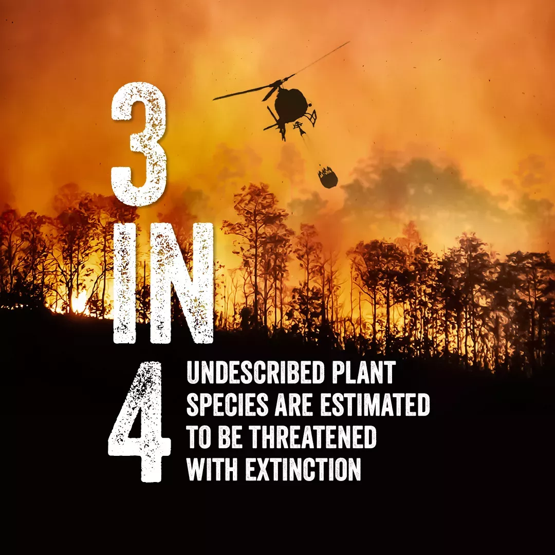 A helicopter fighting a forest fire is overlaid with the text "3 in 4 undescribedplant species are estimated to be threated with extinction"