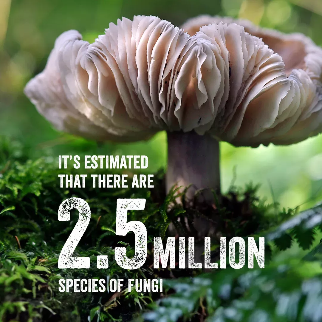 A mushroom is overlaid with the text "There are estimated to be 2.5 million species of fungi"