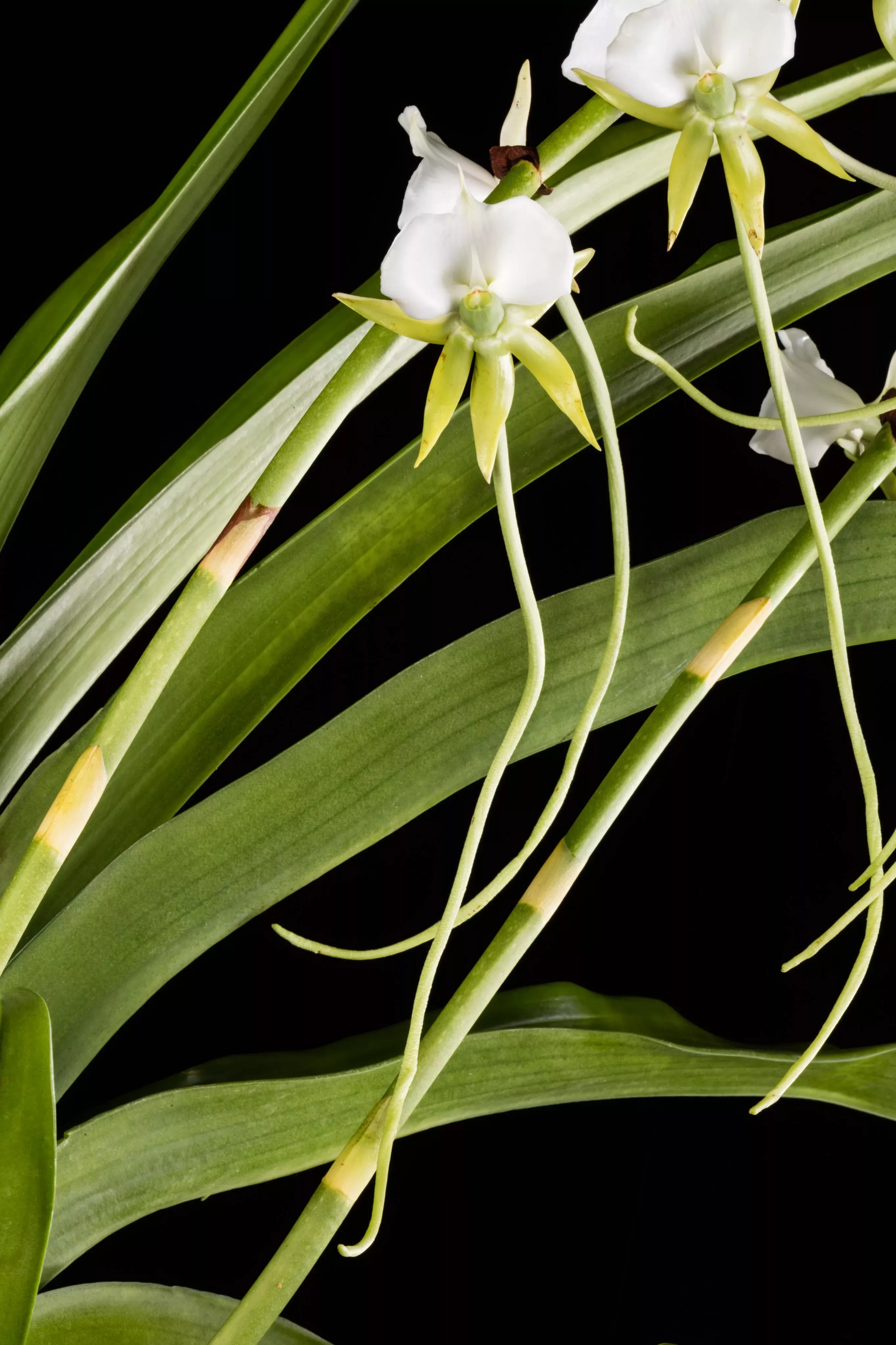 Orchid with long green leaves and white flowers against a black backdrop