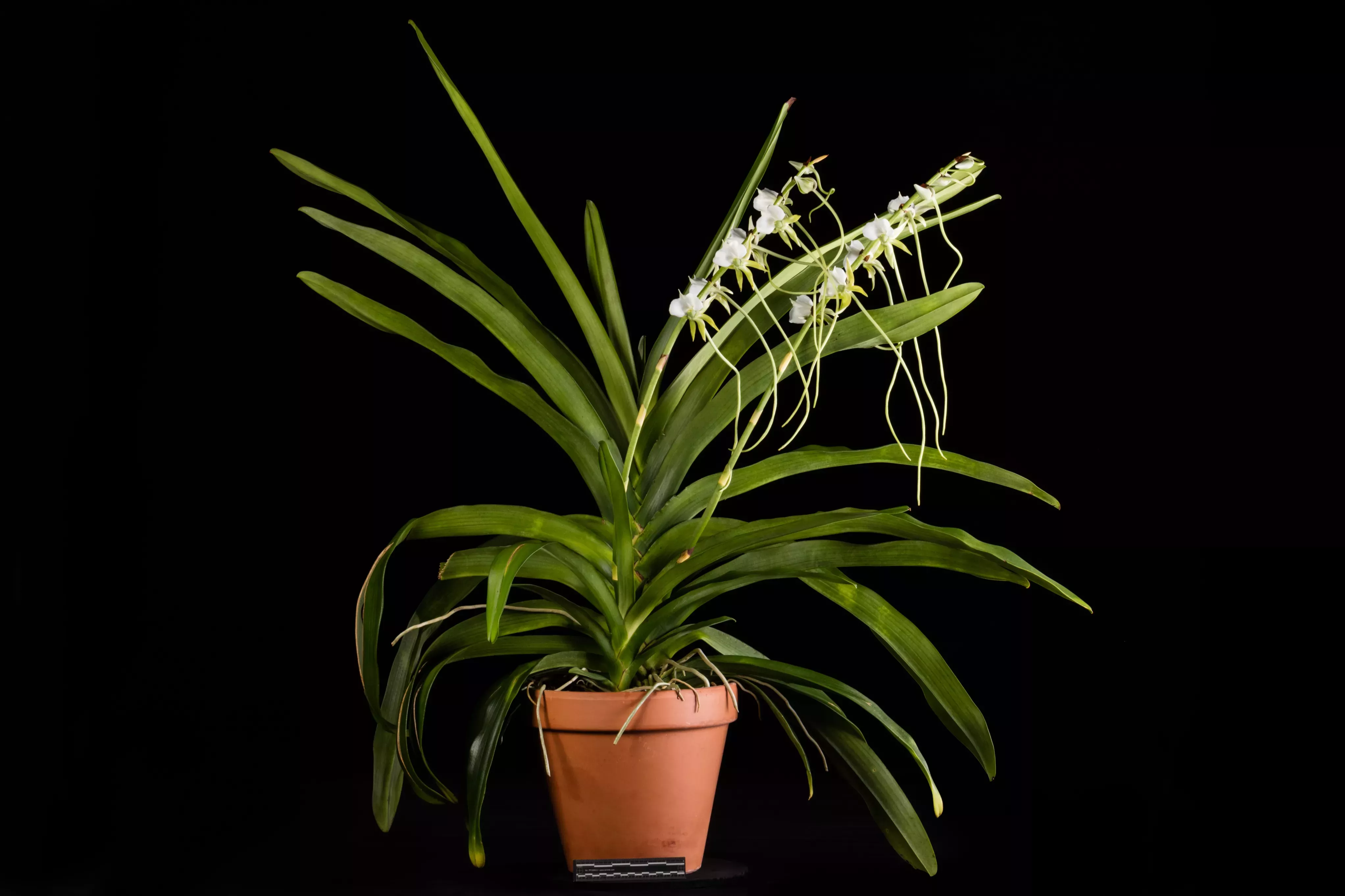 Potted orchid with long green leaves and white flowers against a black backdrop