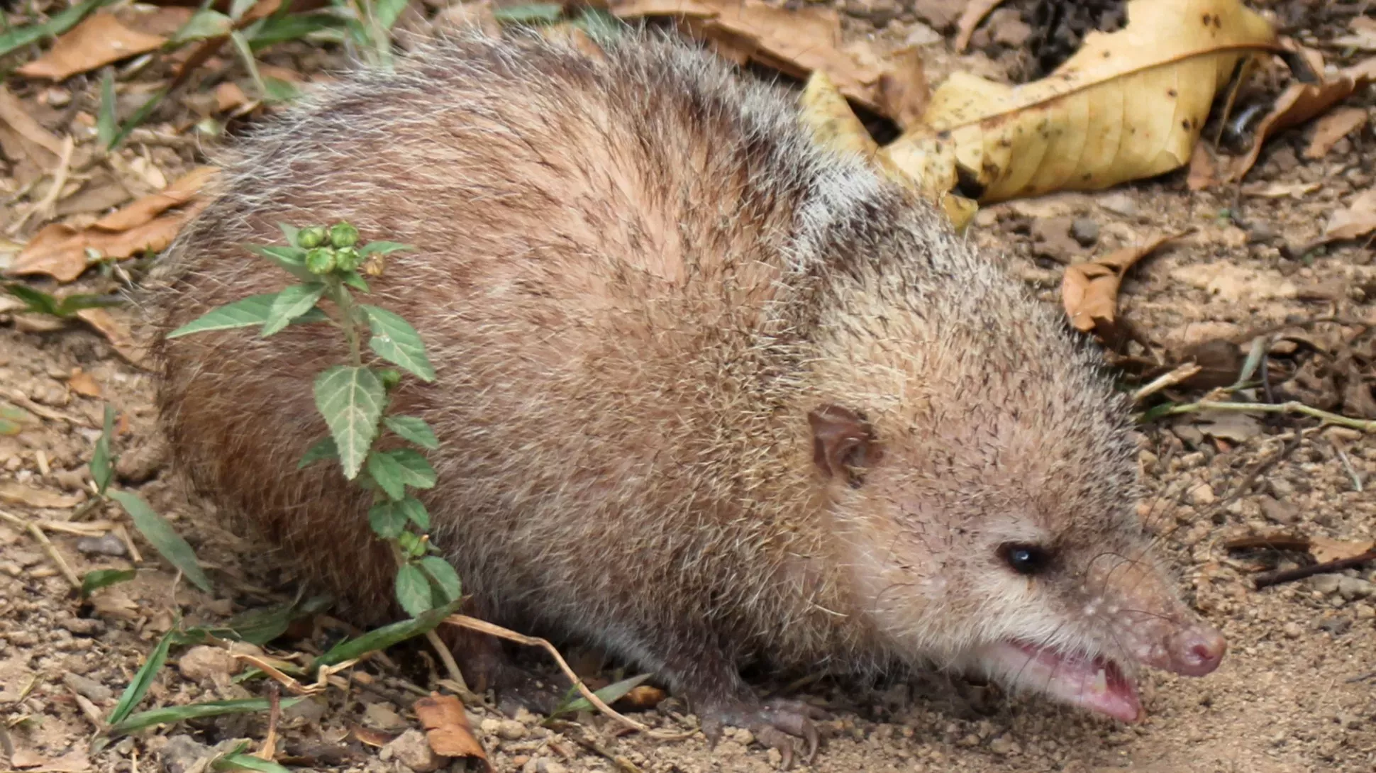 A small, hedgehog like creature called a tenrec