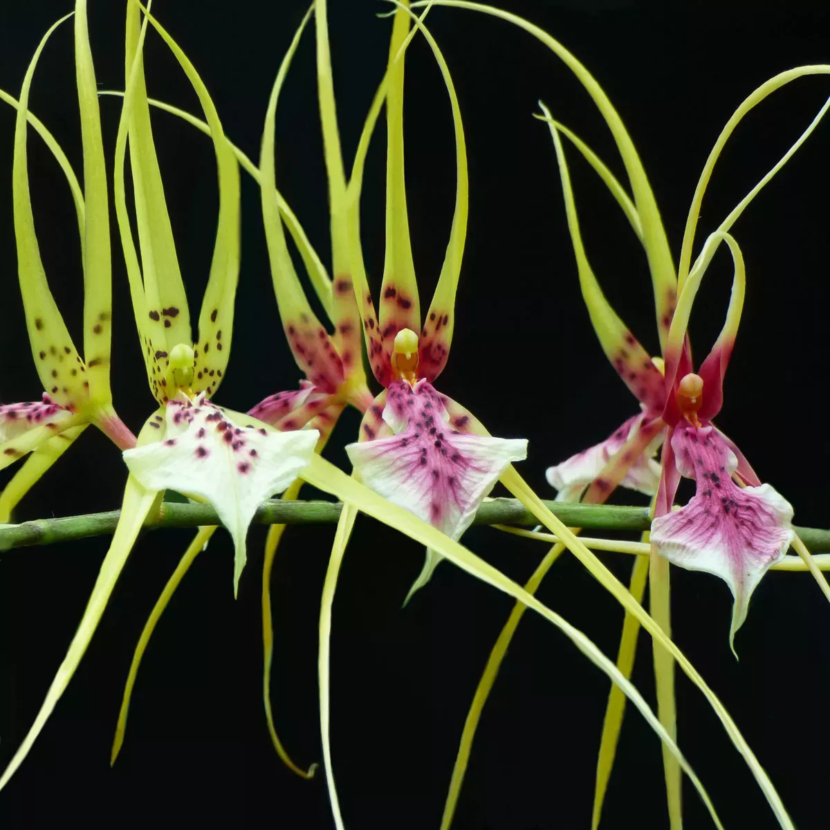 A collection of green white and purple orchids with long thin filament like petals