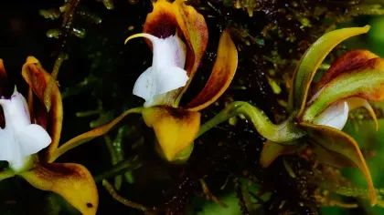 the ghost orchid flower