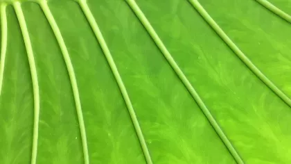 A close up of a bright green leaf