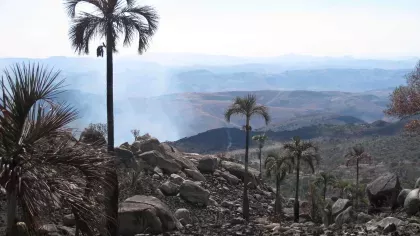 Palm in a dry landscape with smoke