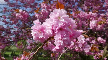 Deep pink blossom of Japanese cherry cultivar, Prunus 'Kanzan'