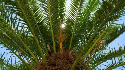 Palm tree leaves in sunlight