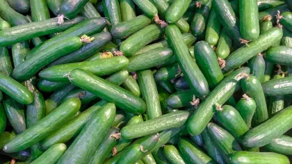 Long, green fruit of cucumber plant