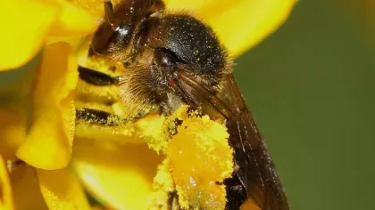 Close up of a bee Macropis europaea on a yellow flower covered in pollen