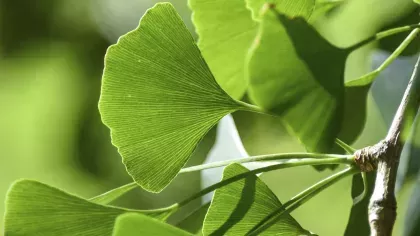 Close up of fan shaped leaves of Gingko biloba, the maidenhair tree