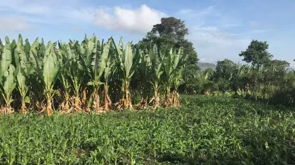 A group of tall enset plants growing next to a small area of maize