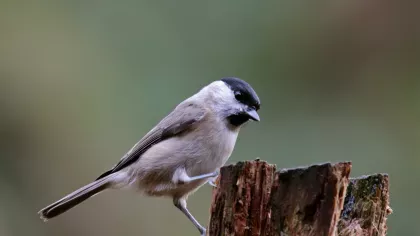 Grey, white and black bird perched on some wood
