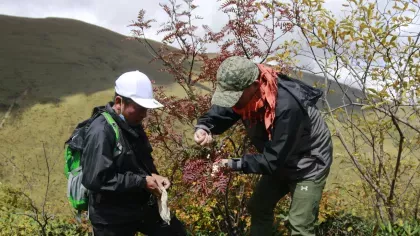 Two men on a mountain collecting sorbus lingshiensis