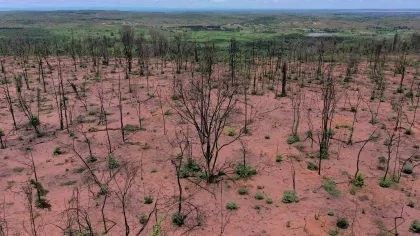 Burned forest in Madagascar shows bear ground with some small shrubs reemerging. The trees are blackened and bare of leaves. In the distance, green plant-filled grassland and villages can be seen.