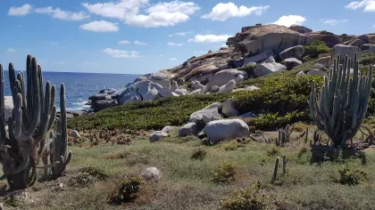 A landscape on BVI shows succulents, short grasses, rocks and the ocean