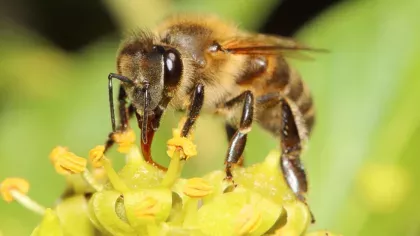 Close up of a honeybee Apis mellifera on a yellow flower of ivy