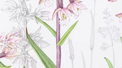 A painting of a purple and green orchid