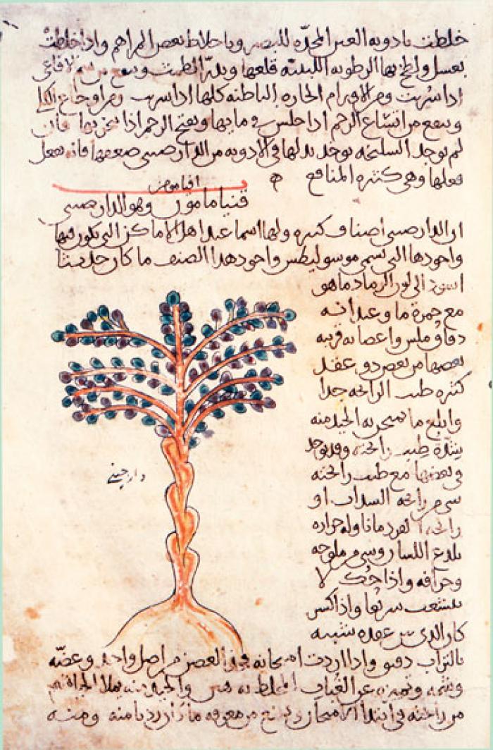 Photo of an illustration and description of a Cinnamomum tree in a 10th-century Arabic manuscript of Dioscorides' De Materia Medica